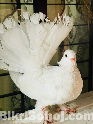 ইন্ডিয়ান সিল্কি লক্ষা (নর)